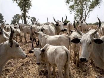 Troops rescue herders, 200 cattle in Southern Kaduna