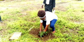 CODAF: A tree produces $273 worth of air conditioning, cleansing, erosion, wildlife  control— Okowa’s aide
