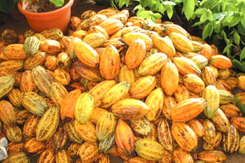 West Africa hard pressed to expand cocoa market share