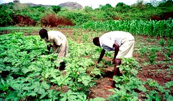 Insurgency, Banditry, Covid-19: Famine looms, Borno, Katsina, Sokoto, Niger, Gombe, Plateau farmers warn
