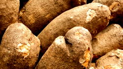 Nigeria accounts for 47m metric tonnes of global yam production ― Expert