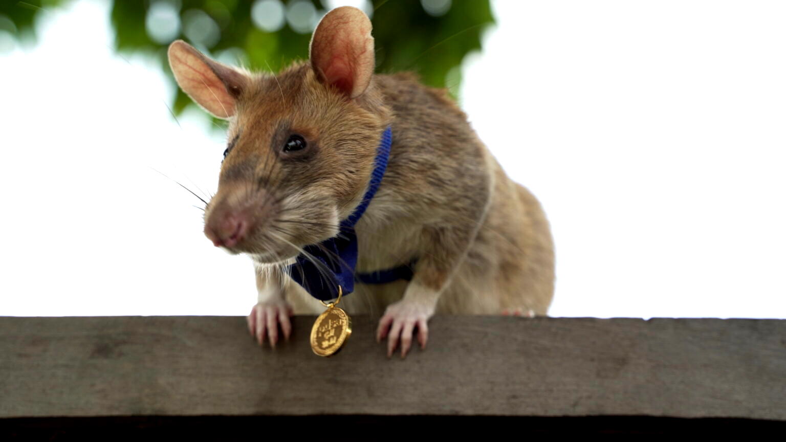 70 Die Over 6 000 Infected With Rat Fever In Sri Lanka Vanguard News