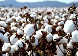 FG’s cotton, textile, and livestock initiatives to boost economy, create jobs