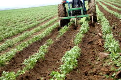 FG to explore opportunities in Potato Value Chain