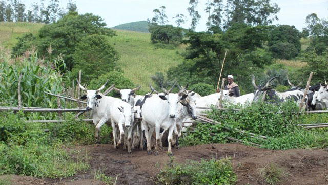 Miyetti Allah fumes over member’s death, livestock rustling in Benue