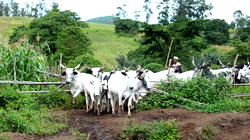 Miyetti Allah fumes over member’s death, livestock rustling in Benue