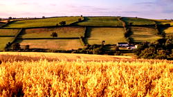UK announces farming policy to replace EU subsidies after Brexit transition