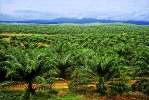palm oil 1 Provide N200 billion for development of oil palm, NPPAN tells CBN