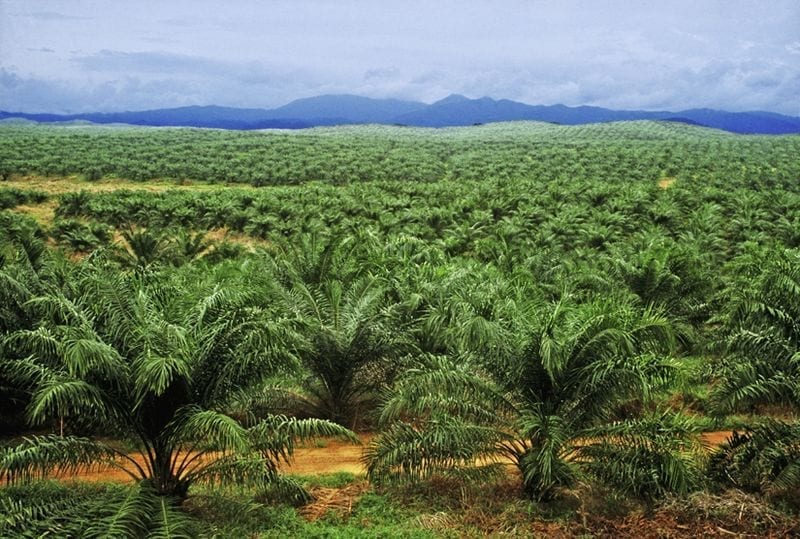 Provide N200 billion for development of oil palm, NPPAN tells CBN