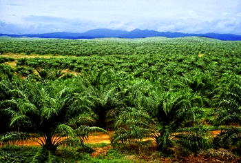 We’re targeting northern Nigeria for massive oil palm plantations — NPPAN