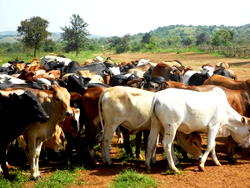 Insecurity: North-Central governors resolve to promote ranching