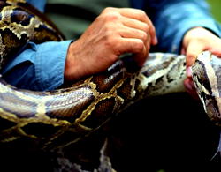 Cameroonian, Nigerian arrested for trying to smuggle cobras, vipers to London