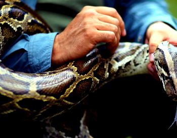 Cameroonian, Nigerian arrested for trying to smuggle cobras, vipers to London