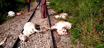 Railway Corporation officials forced us to give up 8 cows as evidence of accident— Osun Cattle dealer