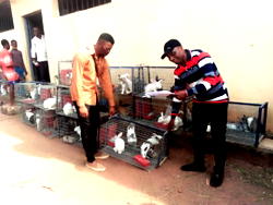 Agribusiness: 100 C’River youths receive 5 rabbits each from NALDA