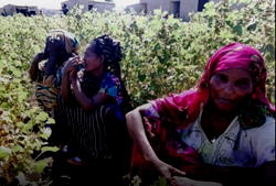 <strong>UN unable to feed refugees in Chad next month</strong>
