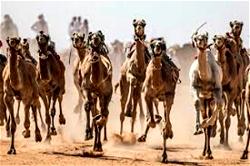 Camels carrying baggage into Nigeria unchecked — ACF
