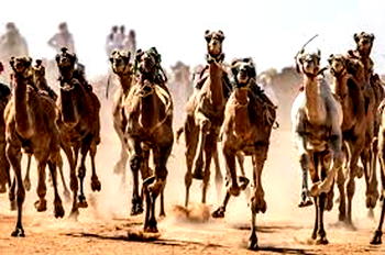 Camels carrying baggage into Nigeria unchecked — ACF