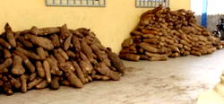 FG builds capacity of women, youths on modern yam processing