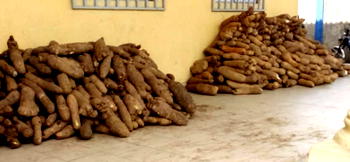 FG builds capacity of women, youths on modern yam processing
