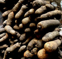 Taraba Yam Market comes alive as Tiv/Jukun crisis ebbs