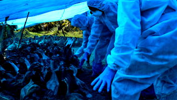 Amidst Covid-19, Bird flu hits India