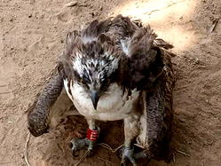 Migratory bird from Latvia caught in Cross River