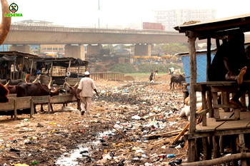 Environmental degradation: Ogun, Lagos govt move to sanction operators of Kara Cattle Market