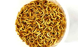 Edible insects move closer to European plates