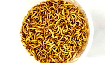 Edible insects move closer to European plates