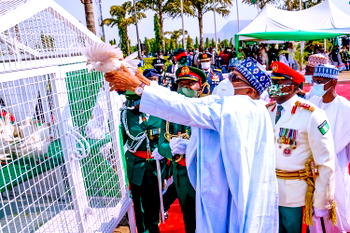 Reactions: Why pigeons refused to fly on Armed Forces Remembrance Day