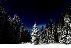 Mother abandons children in Russian forest at minus 15 degree