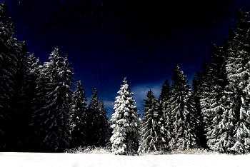 Mother abandons children in Russian forest at minus 15 degree