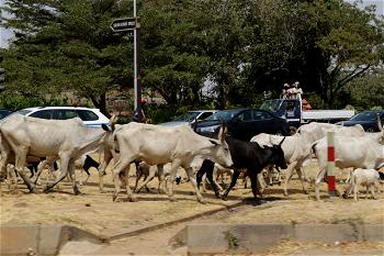 [PHOTOS] Federal Capital Cows: Cattle, motorists finding space on Abuja road