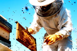 Bee farming can generate $10bn for Nigeria annually – Envoy