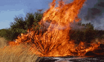 Kwara loses N27.6m property to bush burning