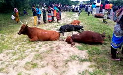 Bus kills 12 herds of cattle crossing major road