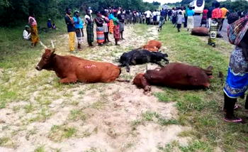 Bus kills 12 herds of cattle crossing major road