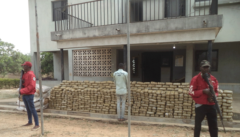 NDLEA seizes 1,292kg of illicit drug in Ondo forest, arrests 9