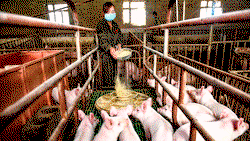 Huawei takes ICT to pig farming, as smartphones sales drop