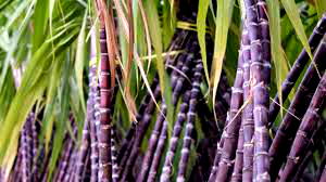 Sugarcane can boost sperm count, conception — Expert