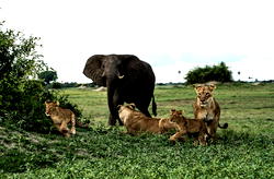 Nigeria has fewer than 50 lions, 100 gorillas, 500 elephants — WildAid