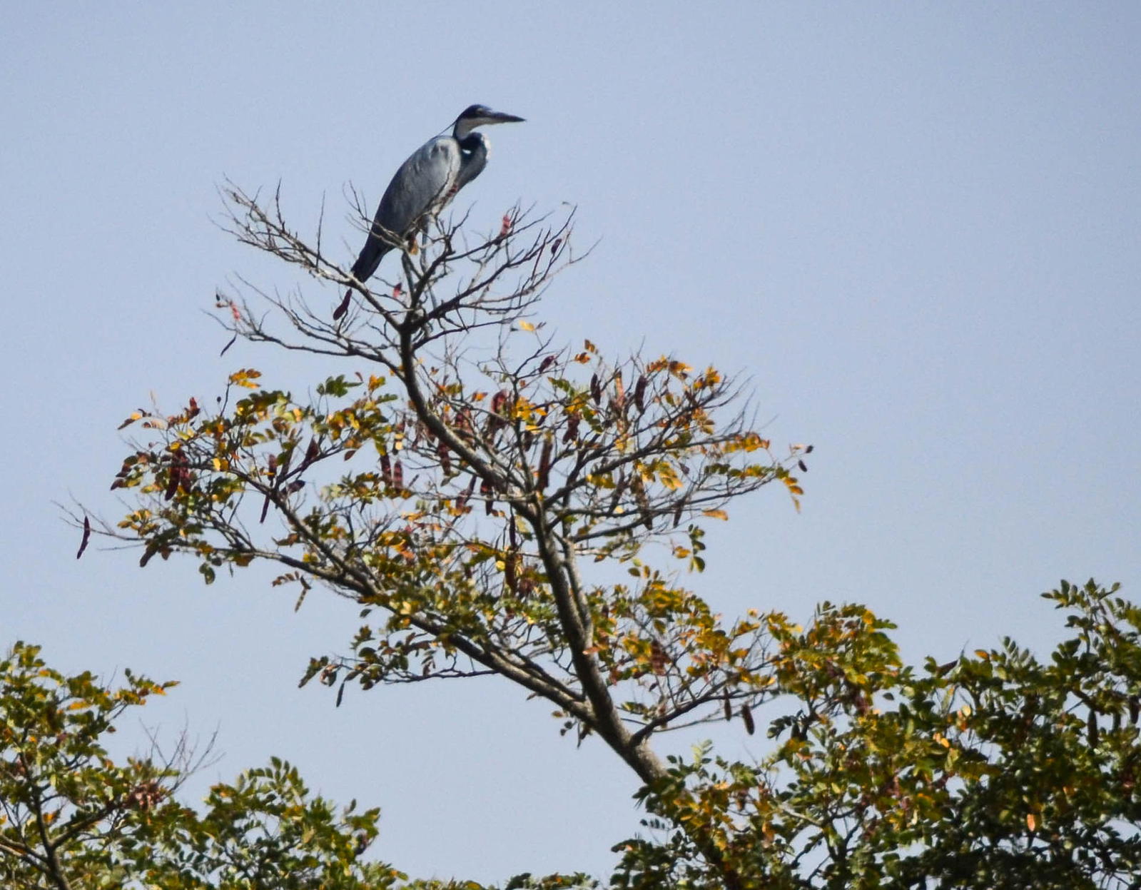 Illegal wildlife trade through ports threatens conservation