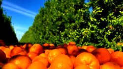 FG welcomes foreign investors to enhance agric value chain