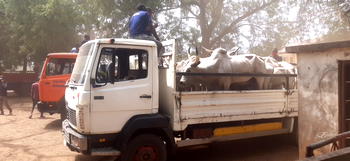 Grazing law: Benue govt releases 210 impounded cows to Fulani herders