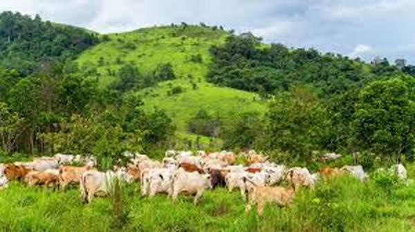 The sociology, law and praxis of grazing reserves in Nigeria