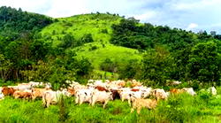 Open Grazing: We won’t allow forceful takeover of our lands – SNF