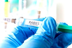 World Rabies Day highlights joint efforts to eradicate a preventable killer