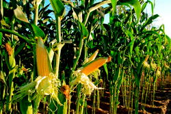 AFAN raises alarm over corn earworm attack on maize plants