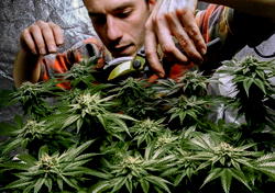 New York lawmakers agree to legalize recreational marijuana